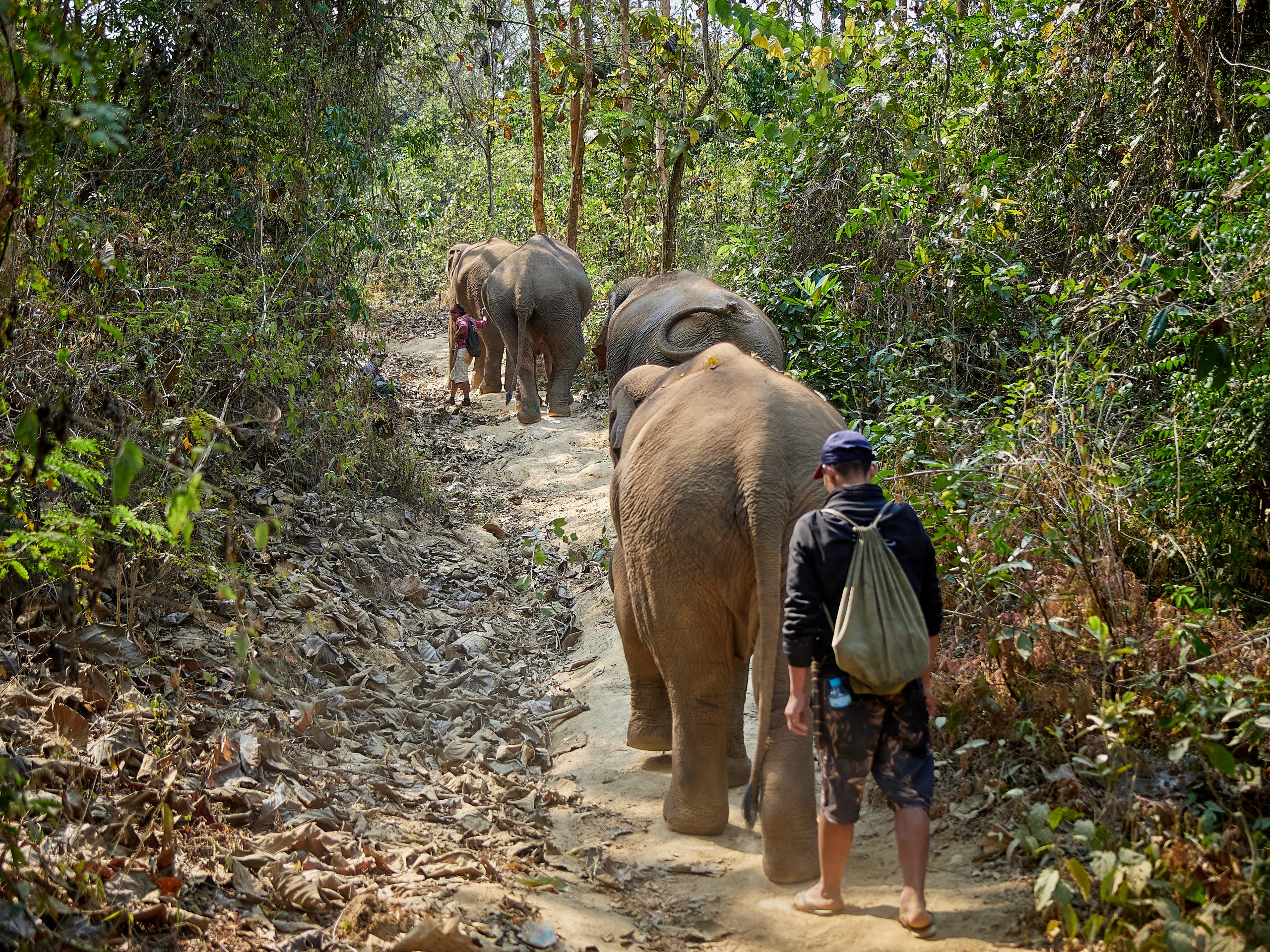 About Elephant Village